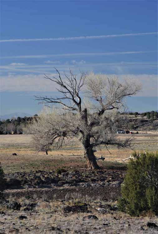 tree